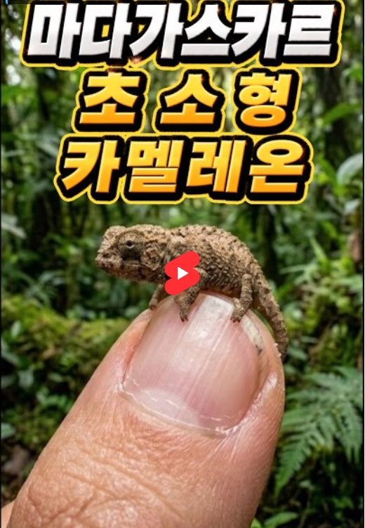 브루케시아 나나 초소형 카멜레온